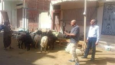 367 ألف جنيه غرامات لإقامة شوادر أضاحي مخالفة بالإسكندرية