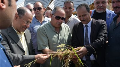 محافظ بورسعيد يشهد بدء موسم حصاد 34 ألف فدان أرز