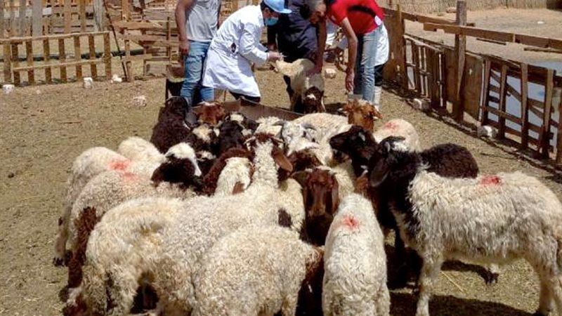تحصين الأغنام - ارشيفية