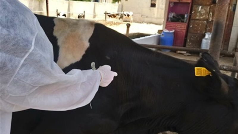 تحصين الماشية - ارشيفية
