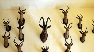 المتحف الطبيعي بالإسكندرية يتسلم 34 قطعة محنطات حيوانية جديدة