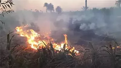 بسبب عُقب سيجارة.. اندلاع حريق في زراعات القصب بدار السلام في سوهاج