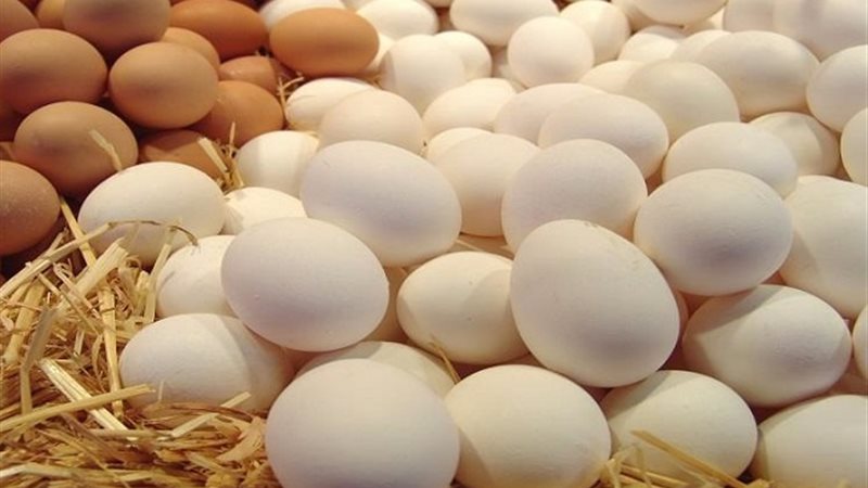 كميات بيض - ارشيفية