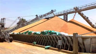 صوامع سوهاج تستقبل 148 ألف و501 طن قمح حتى الآن