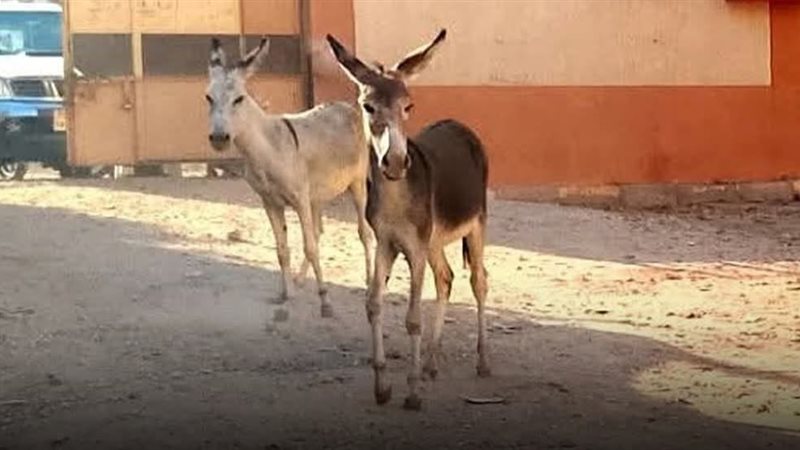 حمير بفناء مدرسة