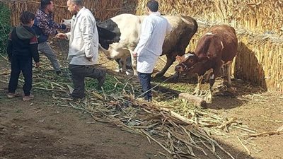تحصين 63 ألفًا و977 رأس ماشية ضد الأمراض الوبائية في المنيا 