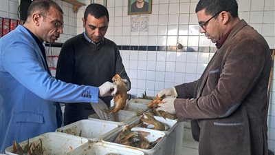 قبل العيد.. ضبط 160 كيلو من الأسماك واللحوم الغير صالحة بسوهاج 