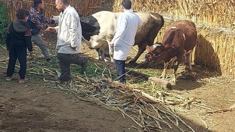 تحصين الماشية 