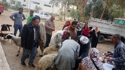 بيطري سوهاج: تسليم 298 رأس أغنام للأسر الأكثر احتياجًا في المراغة وساقلتة
