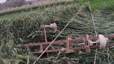  سوهاج تواجه التقلبات المناخية.. فرق الطوارئ بالمحافظة تنجح في التعامل مع سقوط أعمدة كهرباء وأشجار ولوحات إعلانية 