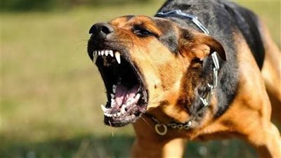 كلب مسعور يعقر 5 أشخاص في قنا 