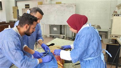 فريق طبي من كلية الطب البيطري في حامعة بني سويف ينجح في إنقاذ قطة تعاني من عسر الولادة ونعجة تعاني من فتق بجدار البطن