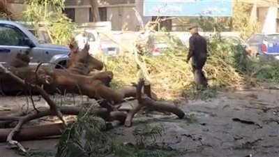 سقوط شجرة ضخمة على حافلة مدرسية و3 سيارات بالدقي
