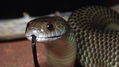 وفاة فلاح بالمنوفية بسبب لدغة ثعبان