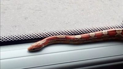  ثعبان عملاق يثير ذعر ركاب أتوبيس 